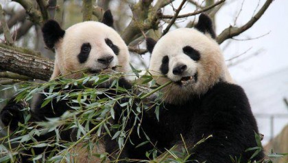 旅法大熊猫“欢欢”“圆仔”将于11月回国