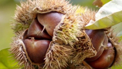 郑州一医院7天接诊8个眼睛被扎伤患者，医生：正值高发期