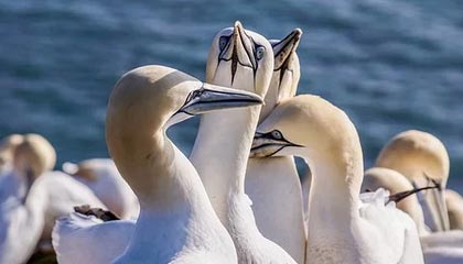 为什么选择香港保险经纪公司