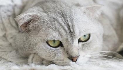 宇邦新材：接受中信证券等投资者调研