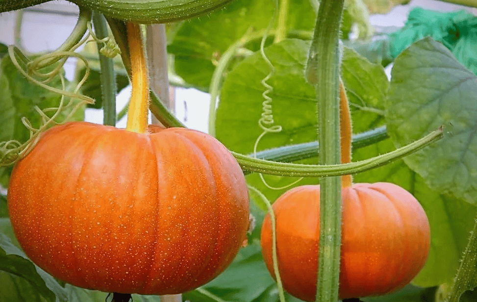 范琳燕主任:秋季养脾胃、助减肥,多吃这一“黄金瓜”,全身都是宝